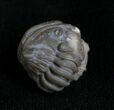 Bargain Enrolled Flexicalymene Trilobite #4603-2